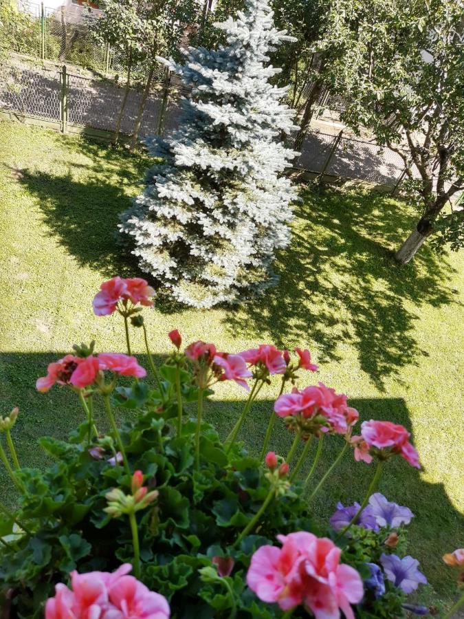 Casa Cu Flori Hotel Busteni Bagian luar foto